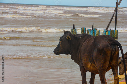 cow on the beach in tajpur digha