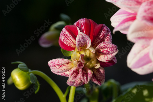 Dahlia