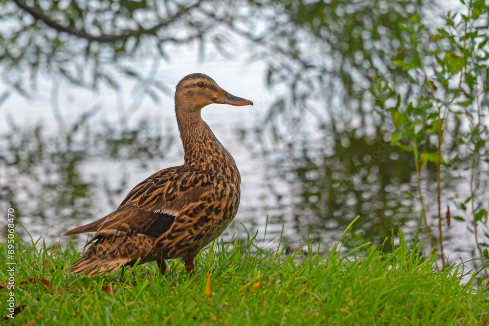 Fototapeta premium An adult female Mallard duck standing by a freshwater marsh.