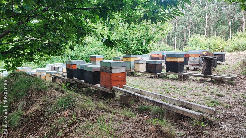 Brightly colored wooden beehives stand in a row on a grassy meadow at the edge of a forest on a sunny afternoon in Aveiro, Portugal. 