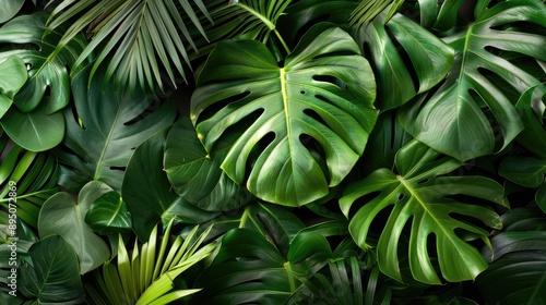 Exotic tropical leaves with isolated background