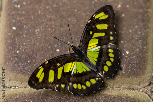 Quadro em tela Butterfly Philaethria dido, the rare bamboo swallowtail or longwing dido