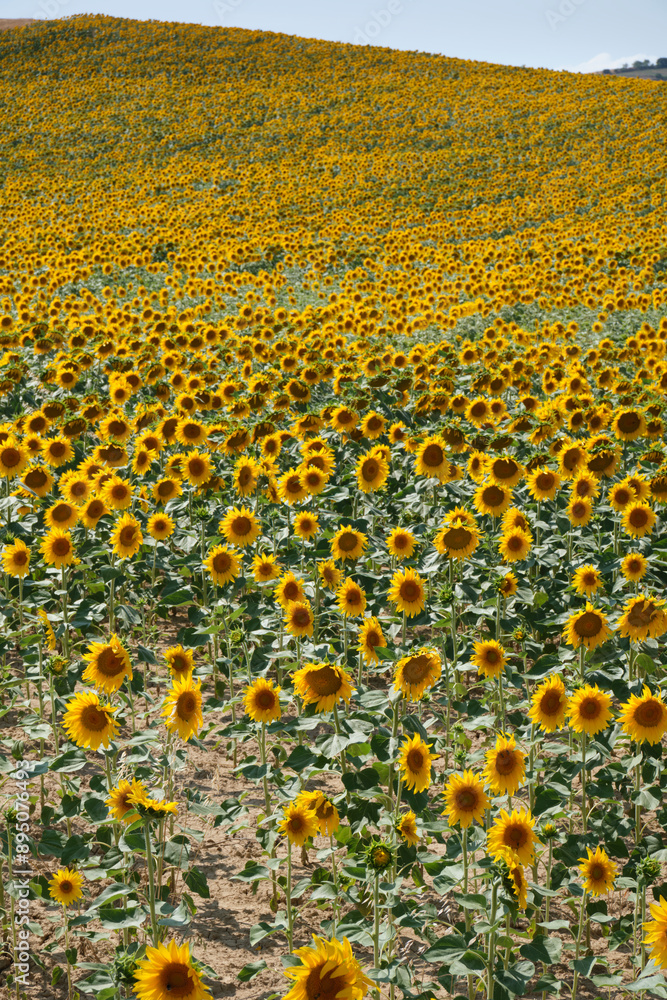 Obraz premium Vast Sunflower Fields in Full Bloom in Oteiza, Navarra