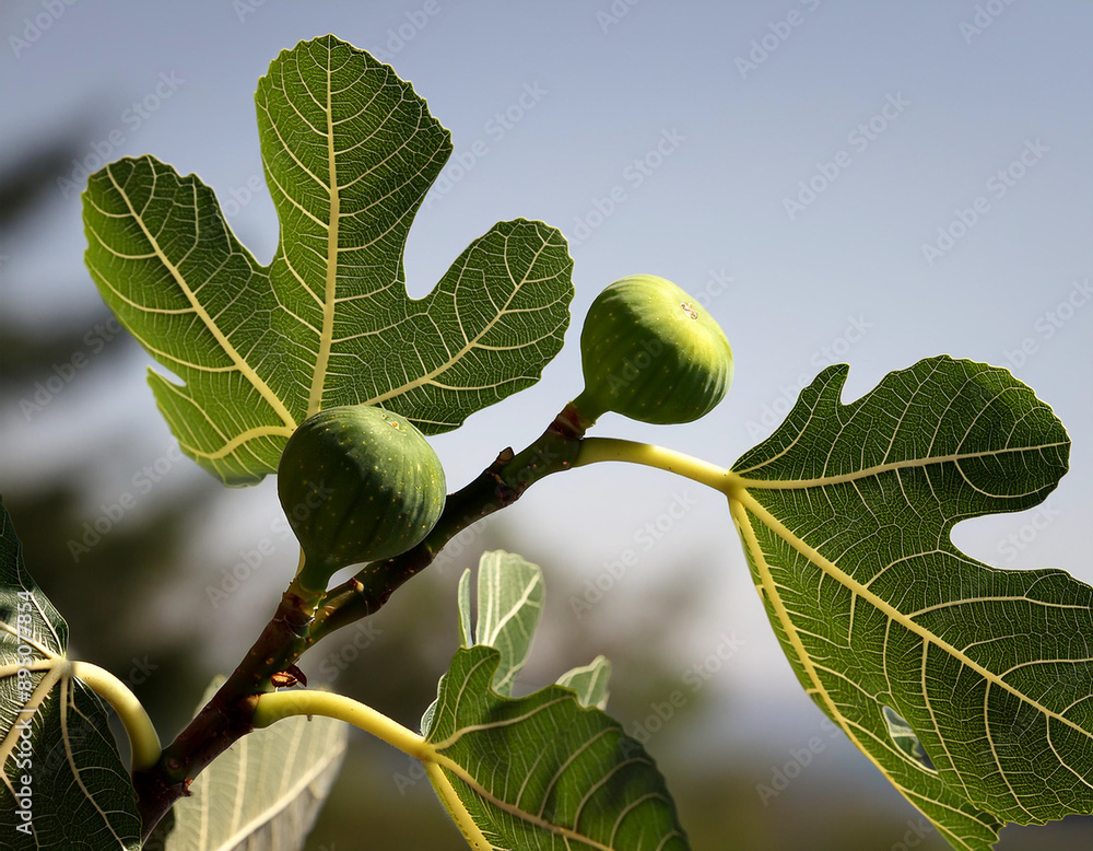 Fototapeta premium A branch with green figs
