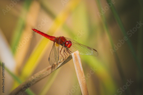 scarlet dragonfly in the morning light photo