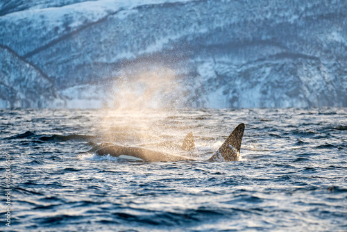 Orcas im norwegischen Fjord Atlantik Winter