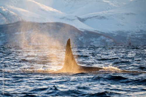 Orcas im norwegischen Fjord Atlantik Winter