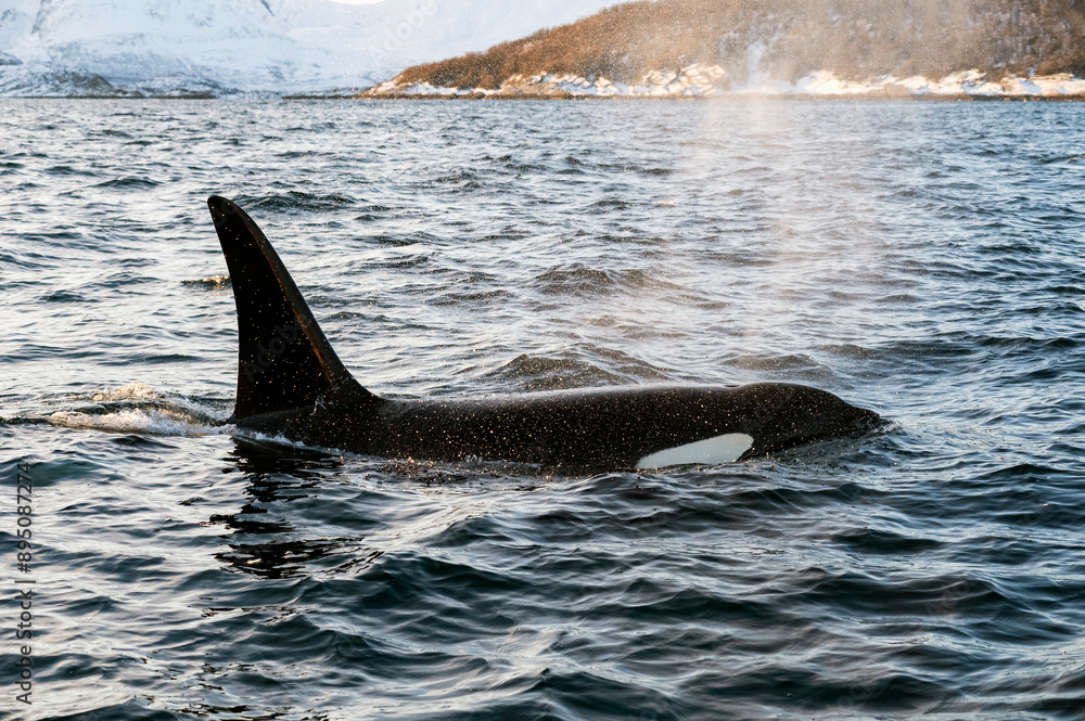 Fototapeta premium Orcas im norwegischen Fjord Atlantik Winter