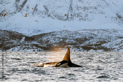 Quadro su tela Orca Mutter mit Jungem Norwegen