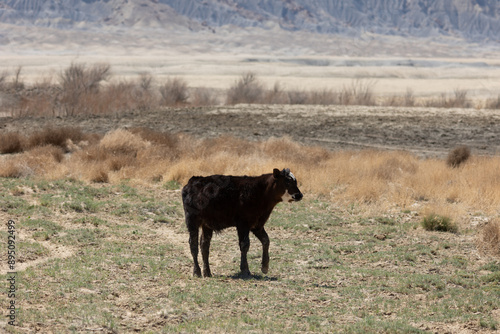 Calf in the open range of Utah.