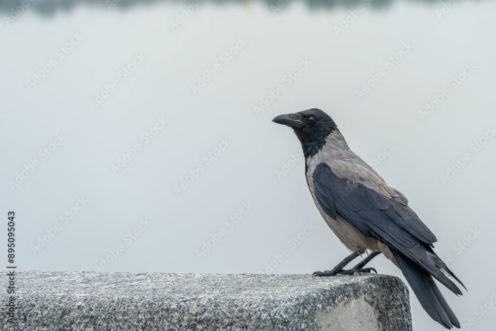 Hooded gray crow sits on embankment river in city. Corvus cornix is eurasian bird species from the genus raven looks on water. Corvus corone cornix also called scald crow or hoodie. Passerine bird. Hooded gray crow sits on embankment river in city. Corvus cornix is eurasian bird species from the genus raven looks on water. Corvus corone cornix also called scald crow or hoodie. Passerine bird.