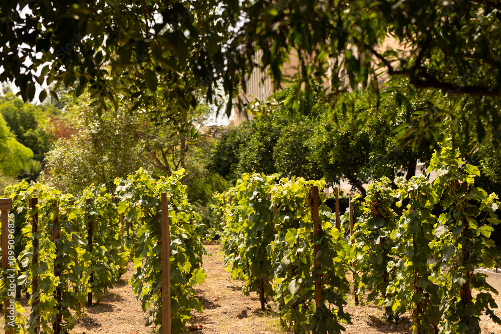 A lush vineyard thrives in the shade of a grove of trees A lush vineyard thrives in the shade of a grove of trees
