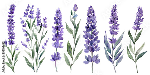 Lavender flowers, clipart set, illustration in watercolor style isolated on transparent background for wedding invitation, postcard design, scrapbooking, greeting cards. PNG, cutout.