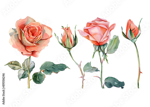 Red roses flowers, clipart set, illustration in watercolor style isolated on transparent background for wedding invitation, postcard design, scrapbooking or greeting cards. PNG, cutout. #895106246