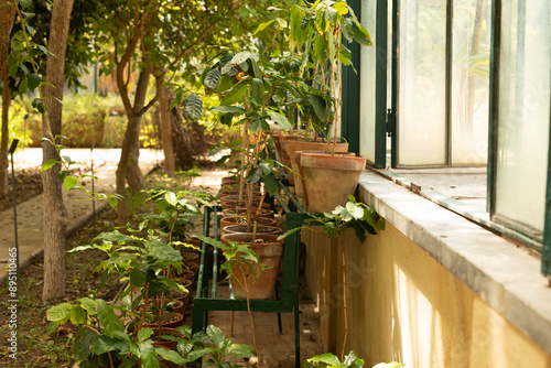 A row of potted plants line...
