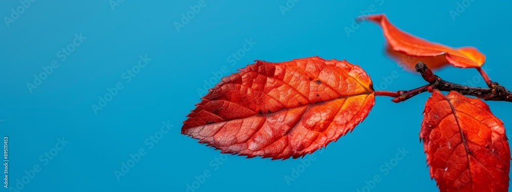 A red leaf up-close on a tree branch against a blue sky background A red leaf up-close on a tree branch against a blue sky background