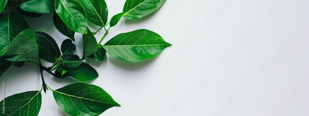 A tight shot of a green plant with leafy foliage against a pristine white backdrop, featuring ample blank area in the center for text insertion A tight shot of a green plant with leafy foliage against a pristine white backdrop, featuring ample blank area in the center for text insertion