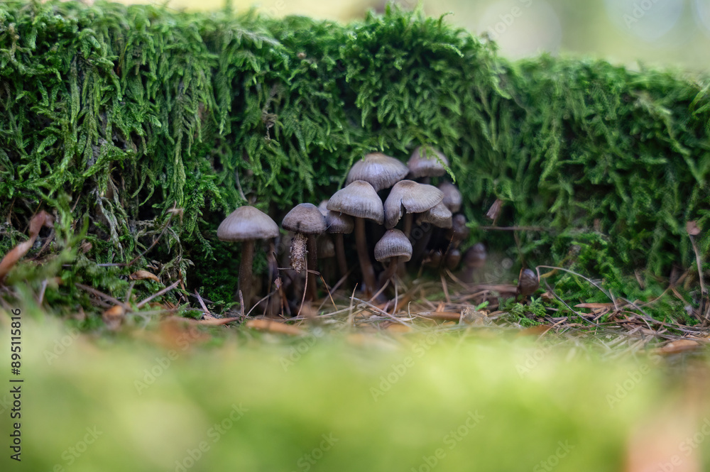 Fototapeta premium Mushrooms in the forest