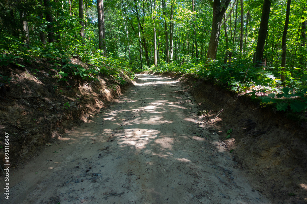 Sandy road in the green forest Sandy road in the green forest