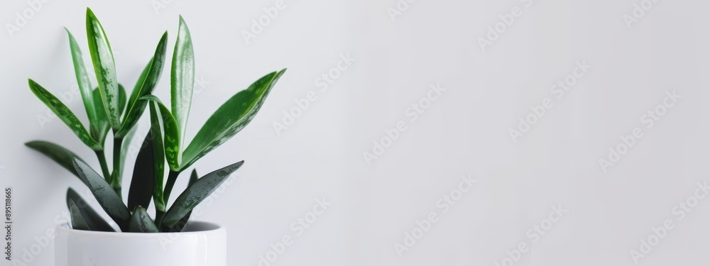 A white vase holds a plant in close-up, set against a pristine white surface and white wall background A white vase holds a plant in close-up, set against a pristine white surface and white wall background