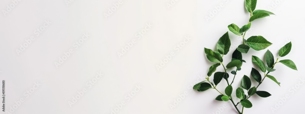 A vivid close-up of emerald green leaves against a pristine white backdrop Ideal for superimposing text or an accompanying image A vivid close-up of emerald green leaves against a pristine white backdrop Ideal for superimposing text or an accompanying image
