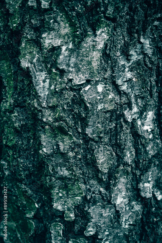 A close up of an old tree bark texture with green moss A close up of an old tree bark texture with green moss