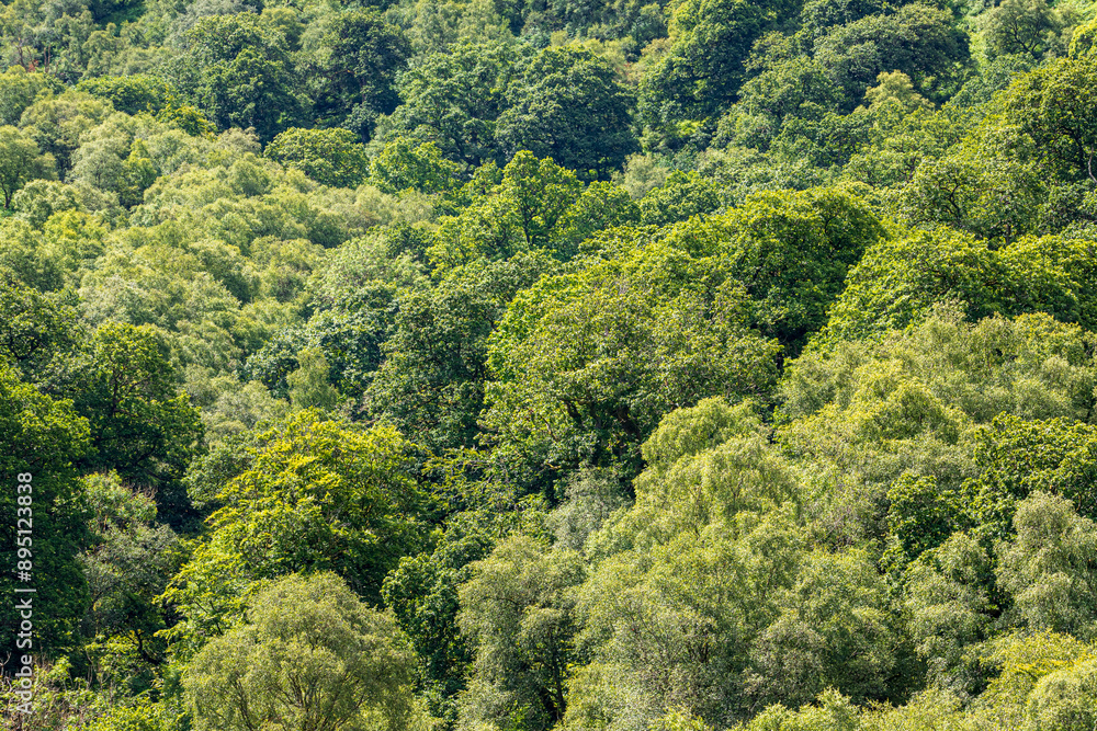 Mixed deciduous ancient woodland tree canopy in Exmoor National Park at Cloutsham, Somerset, England UK Mixed deciduous ancient woodland tree canopy in Exmoor National Park at Cloutsham, Somerset, England UK