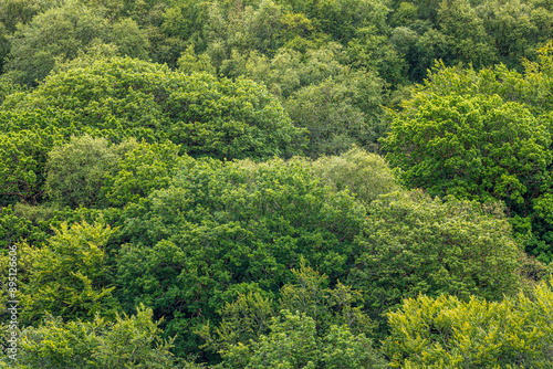 Mixed deciduous ancient woodland tree canopy in Exmoor National Park at Cloutsham, Somerset, England UK