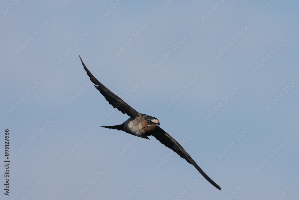 Obraz premium A Cliff Swallow carries a bit of dry grass back to the nest to build it up on a sunny summer day at the Bear River Migratory Bird Refuge in Brigham City Utah, USA.