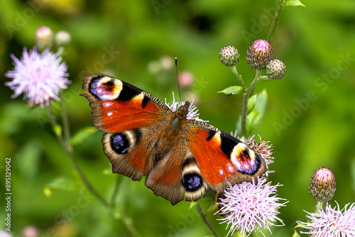 Tagpfauenauge (Aglais io) auf der Blüte einer Distel photo