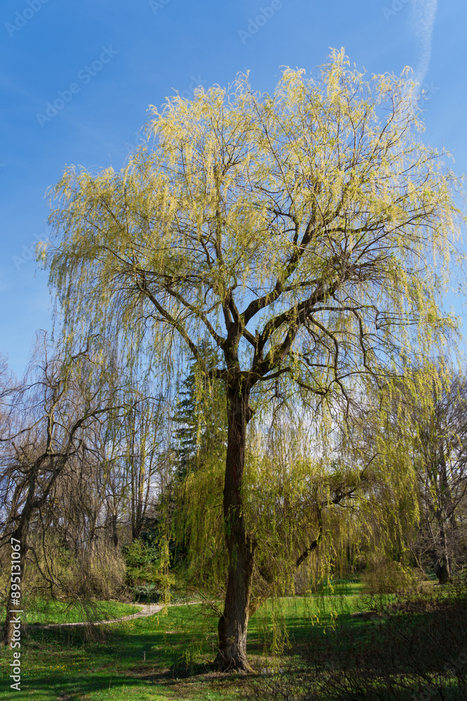 Majestic weeping willow tree with vibrant green foliage cascading gracefully towards a tranquil pond in a serene park setting, bathed in warm sunlight under a clear blue sky Majestic weeping willow tree with vibrant green foliage cascading gracefully towards a tranquil pond in a serene park setting, bathed in warm sunlight under a clear blue sky