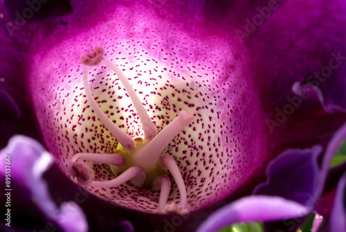 Gloxinia (genus) photo