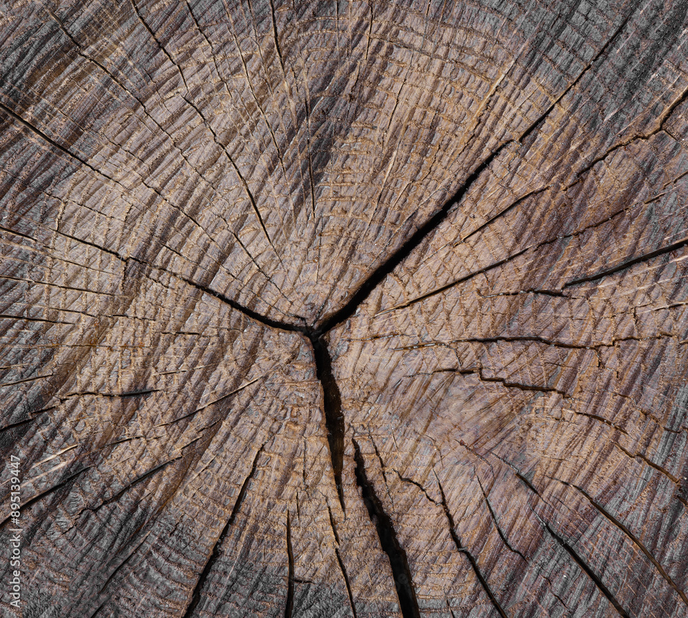 Fototapeta premium old cracked cut of wood with annual rings