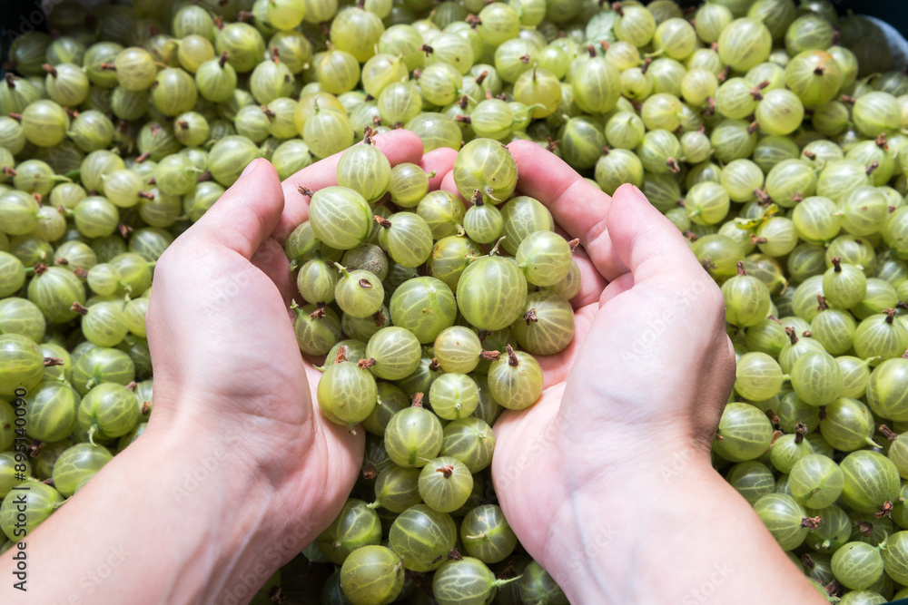 freshly harvested gooseberries in the box freshly harvested gooseberries in the box