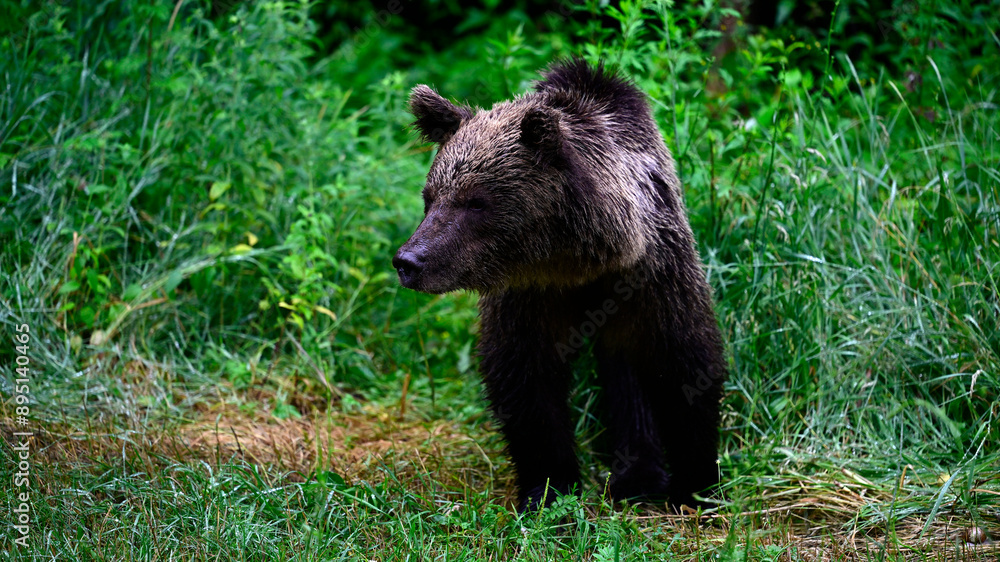 Europäischer Braunbär // European brown bear (Ursus arctos arctos) - Karpaten, Rumänien / Carpathians, Romania Europäischer Braunbär // European brown bear (Ursus arctos arctos) - Karpaten, Rumänien / Carpathians, Romania