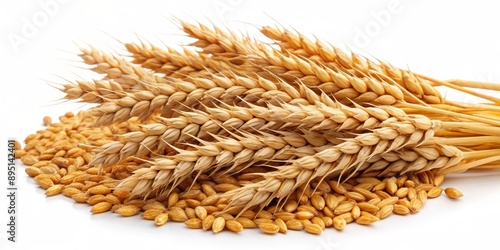 Golden Wheat Spikes with Grains, Closeup, Isolated, Agriculture, Harvest, Cereal , grain