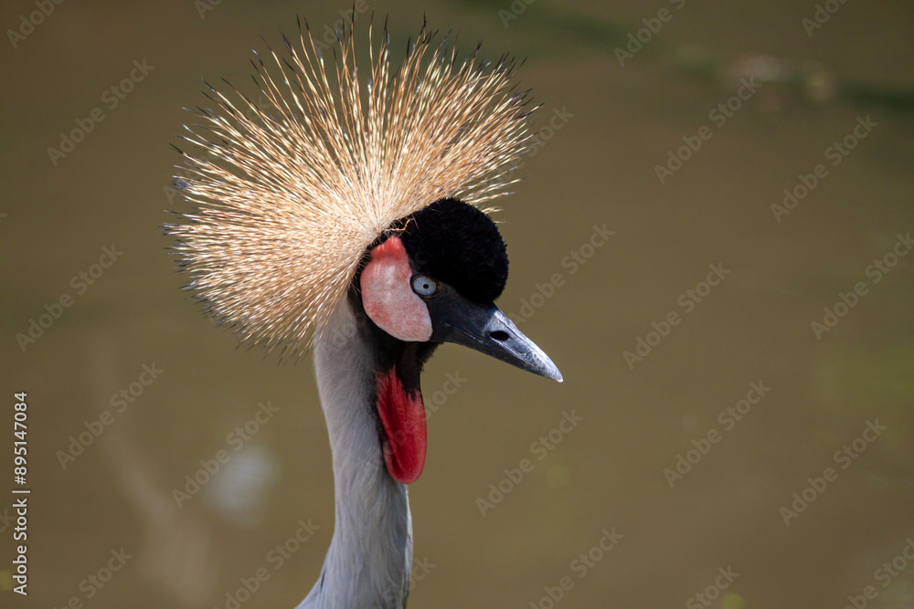 Fototapeta premium A photo of a Grey Crowned Crane highlighting the Crown