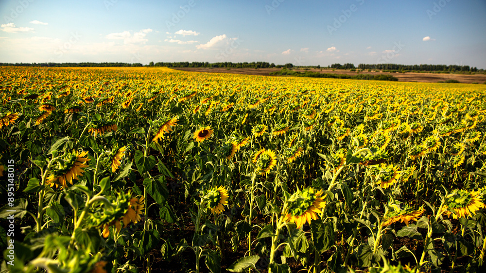 Fototapeta premium A sunflower field under a blue sky on a sunny day, creating a tranquil rural landscape