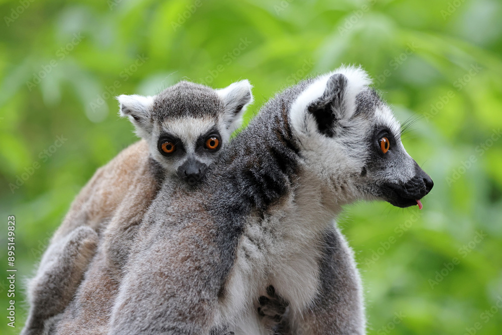 Obraz premium Close up of ring-tailed lemurs with nature on background