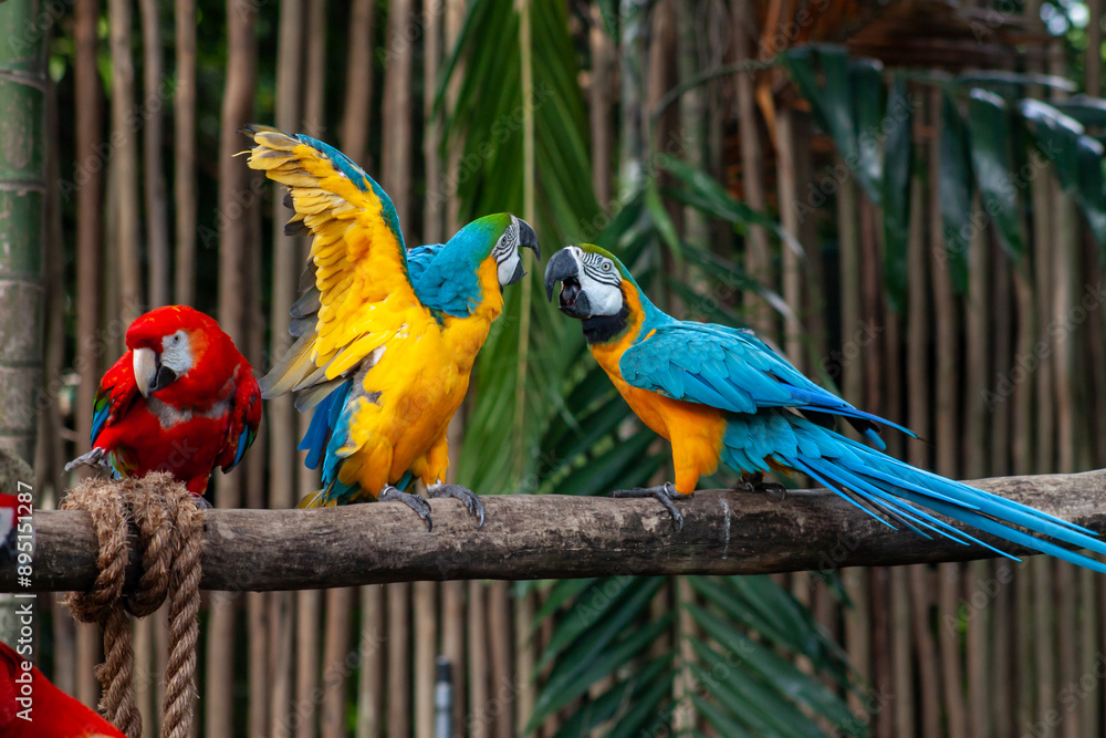 A photo of The blue-and-yellow macaw against green bokeh background