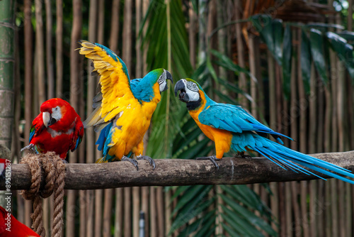 Obraz na płótnie A photo of The blue-and-yellow macaw against green bokeh background w salonie