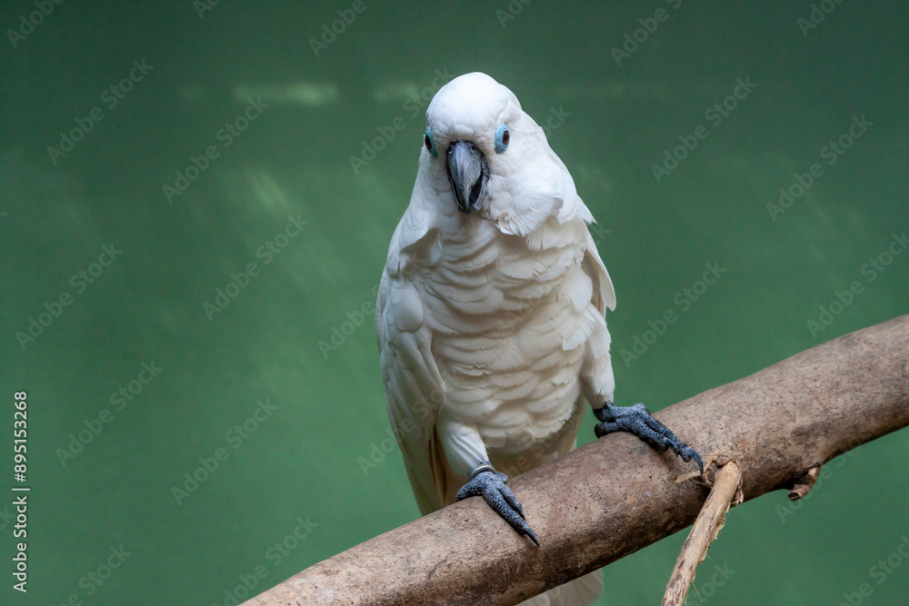 A white umbrella Cockatoo sitting on branch looking at the camera