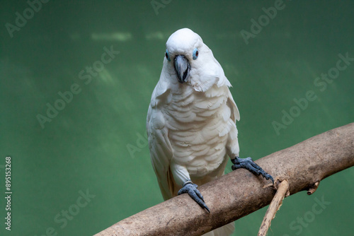 Obraz na płótnie A white umbrella Cockatoo sitting on branch looking at the camera w salonie