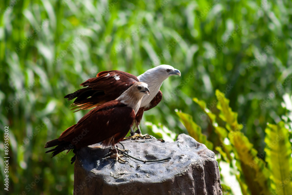 Two African fish eagle sitting on a log looking at target.