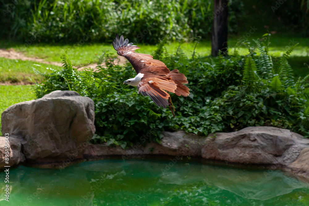 African fish eagle flying with full wing span looking at target.