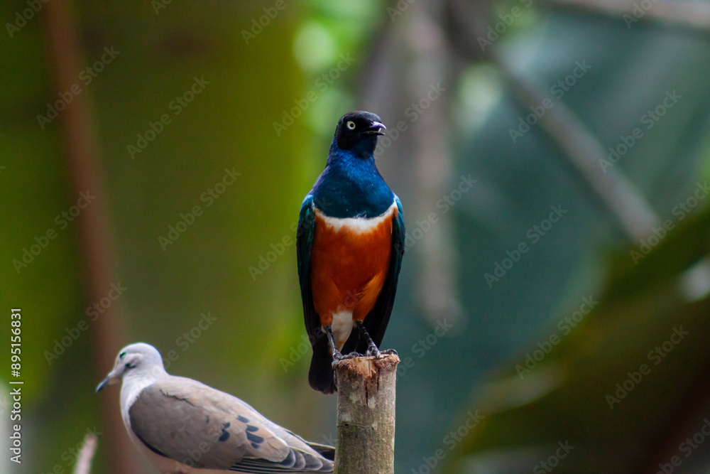 A photo of African starling against bokeh filled green background