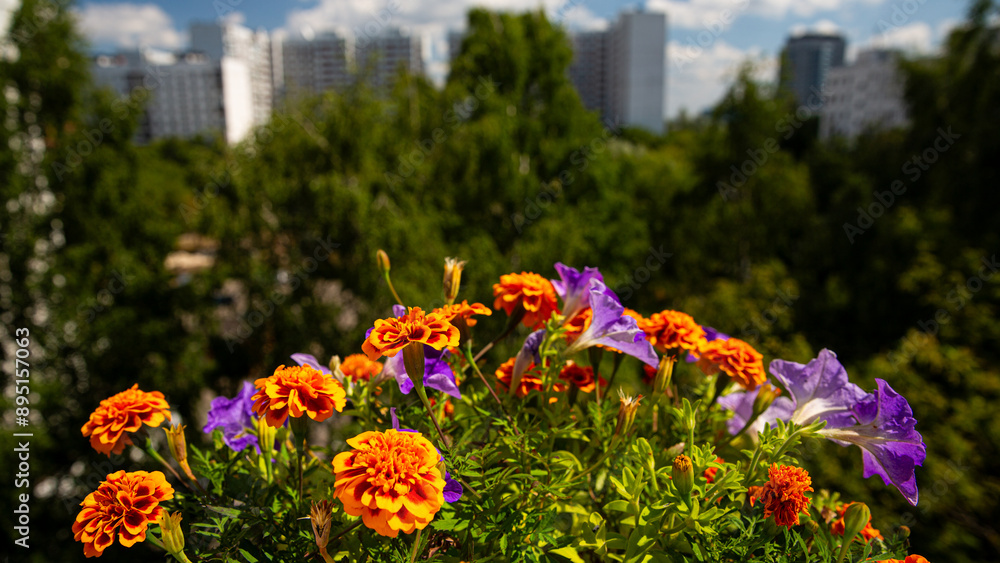 Vibrant Summer Flowers With Urban Skyline in the Background and Cityscape in Sight Vibrant Summer Flowers With Urban Skyline in the Background and Cityscape in Sight