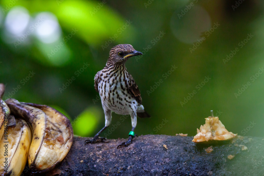 A photo of Song Thrush against booked filled green background