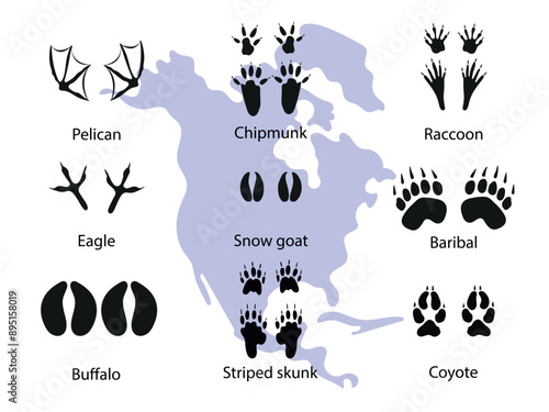 Paw prints of North American animals. Different wild animals footprints black on white illustration. Pelican, eagle, bison, coyote, skunk, raccoon, opossum, bear, goat  for your design.