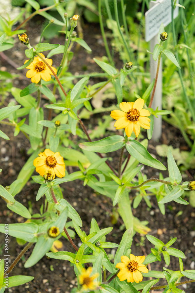 Narrowleaf Zinnia or Zinnia Angustifolia plant in Saint Gallen in Switzerland Narrowleaf Zinnia or Zinnia Angustifolia plant in Saint Gallen in Switzerland